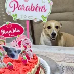 Cachorrinha adotada virou estrela e ganha festa de 'mesversário'