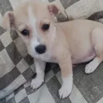 Cachorrinha adotada virou estrela e ganha festa de 'mesversário'
