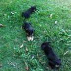 11 animais abandonados em Várzea Grande aguardam uma família para adotar