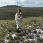 Polinizadores são essenciais para salvar as canelas-de-ema do Cerrado