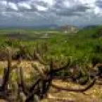 Edital de R$ 60 milh�es abre sele��o para recuperar a Caatinga
