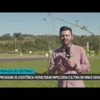 Ajuda técnica faz produção de azeitonas crescer no Sul de Minas