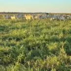 Pasto melhor, boi mais produtivo: novidades para pecuaristas no BeefDay