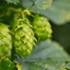 Dia da Cerveja: dicas e curiosidades para aproveitar a data