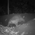 Jaguatirica cava toca e ataca filhote de tatu-canastra em MS
