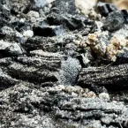 Descoberta em Jerusal�m revela madeiras queimadas do Templo de Salom�o