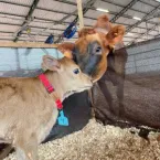 Novo centro da Unesp estuda leite sustentável e bem-estar animal