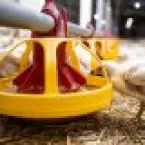 Na avicultura, prevenir é produzir: entenda a biosseguridade