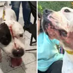Onça-parda invade casa e ataca cachorro durante a madrugada