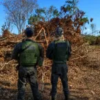 Desmatamento ilegal em Livramento leva a embargo de propriedade rural