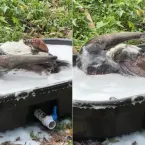 Tamanduá-bandeira viraliza ao tomar banho de espuma em zoológico no Havaí