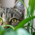 Gatos que mandam na casa: veja fotos enviadas por telespectadores