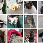 Gatos que mandam na casa: veja fotos enviadas por telespectadores