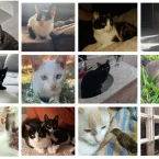 Gatos que mandam na casa: veja fotos enviadas por telespectadores