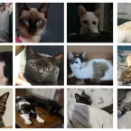 Gatos que mandam na casa: veja fotos enviadas por telespectadores