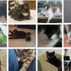 Gatos que mandam na casa: veja fotos enviadas por telespectadores