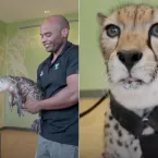 Zool�gico de Nova York: encontro incr�vel com animais selvagens sem barreiras