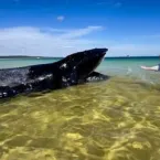 Menina de 10 anos salva baleia-jubarte encalhada na Austrália