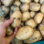 Falta de batatas pode encarecer salgadinhos no Reino Unido