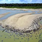 Ibama abre vagas para voluntários na Amazônia