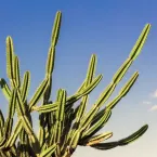 Deserto avança no Brasil e ameaça água e comida