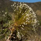 Plantas que estavam desaparecidas s�o encontradas no Brasil
