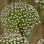 Plantas que estavam desaparecidas s�o encontradas no Brasil