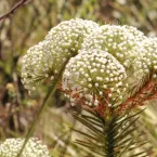 Plantas que estavam desaparecidas s�o encontradas no Brasil