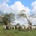 Manejo de pasto e suplementação aumentam o lucro da pecuária