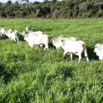 Manejo de pasto e suplementação aumentam o lucro da pecuária