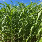 Sorgo forrageiro é aliado na reforma do canavial