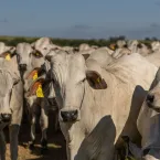 Pecuária em RO: nutrição estratégica pode elevar lucro em até 18%