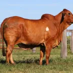 4º Leilão Virtual Red Brahman VPJ