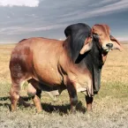 4º Leilão Virtual Red Brahman VPJ