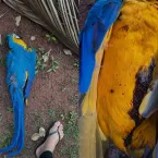 Moradores denunciam morte de araras em Campo Grande