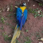 Moradores denunciam morte de araras em Campo Grande