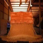 Colheita de milho no Brasil chega a 84,4% da área plantada