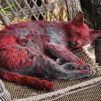 Gata vermelha que assustou cidade nos EUA pode nunca ser encontrada