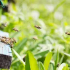 Curso gr�tis mostra como conciliar agricultura e preserva��o das abelhas