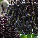Fruto da ju�ara brasileira fica entre os 2 melhores do mundo