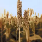 Etanol de cereais avan�a para milho e sorgo no Brasil
