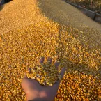 Etanol de cereais avan�a para milho e sorgo no Brasil