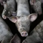 Suspeita de mau uso de antibióticos faz União Europeia banir carne brasileira