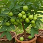 Goiabeira-anã cabe em vaso e produz frutas doces em pouco espaço