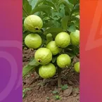 Goiabeira-anã cabe em vaso e produz frutas doces em pouco espaço