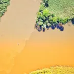 Jacar� ataca sucuri no Pantanal e cobra revida se enrolando no focinho do predador