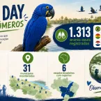 Mutirão registra 1.313 araras-azuis e amplia mapa da espécie no Brasil