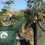 Mutirão registra 1.313 araras-azuis e amplia mapa da espécie no Brasil