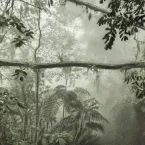 MIS recebe palestra para entender a lei que protege a Mata Atlântica