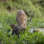 Marcela entra na �gua e captura capivara no rio no Pantanal